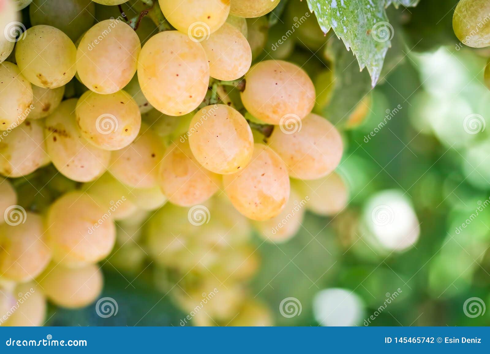 grapes field, vineyard turkey izmir buca vineyard