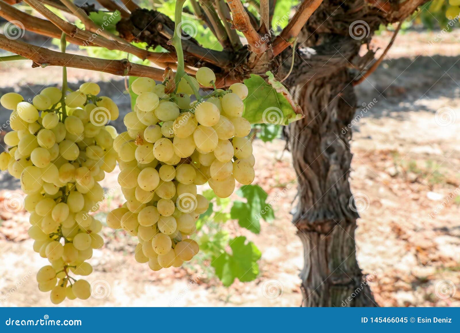 grapes field, vineyard turkey izmir buca vineyard