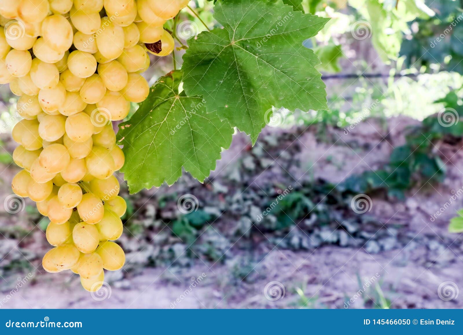 grapes field, vineyard turkey izmir buca vineyard