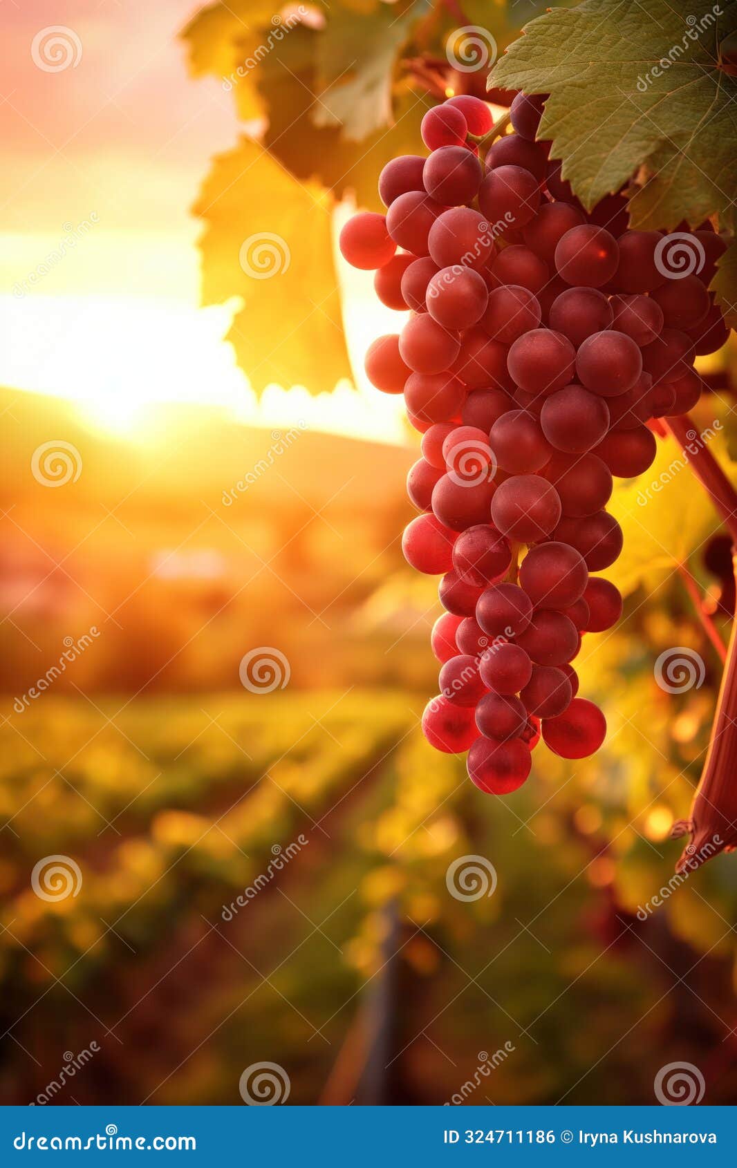 vibrant red grapes hang from vine, reflecting sunset hues. grapes form arc with varying depth. vine extends into distance,