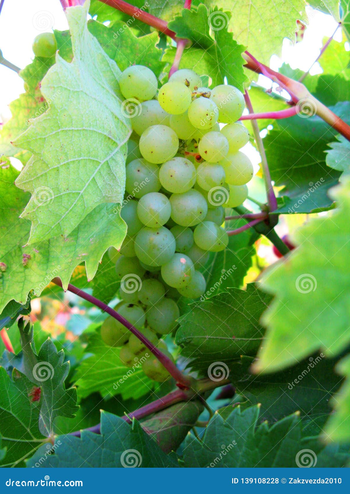 grapes