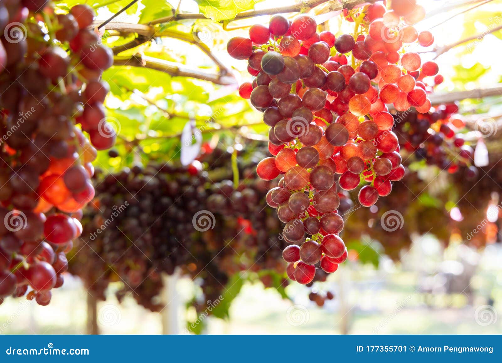 Grapes Growing on the Bushes. it Has a Sweet Taste Stock Image Image