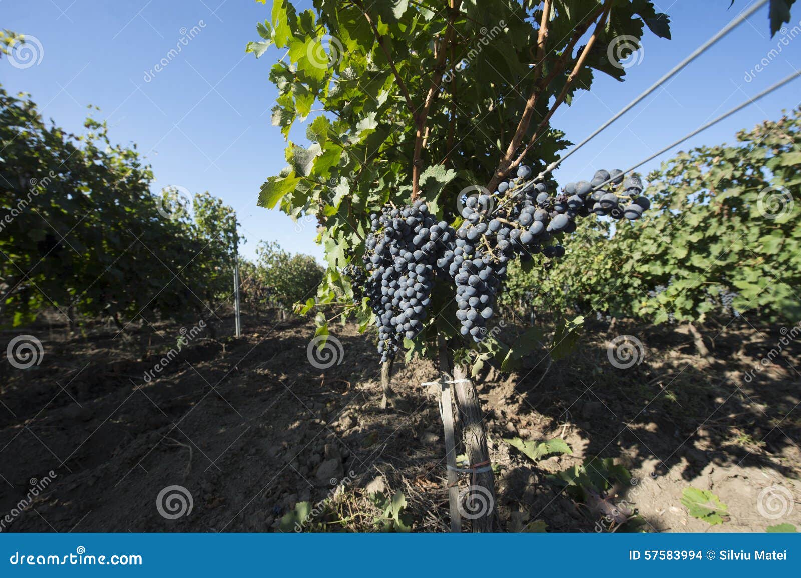 Grapes Growing in a Winery. Stock Photo Image of agriculture, wine