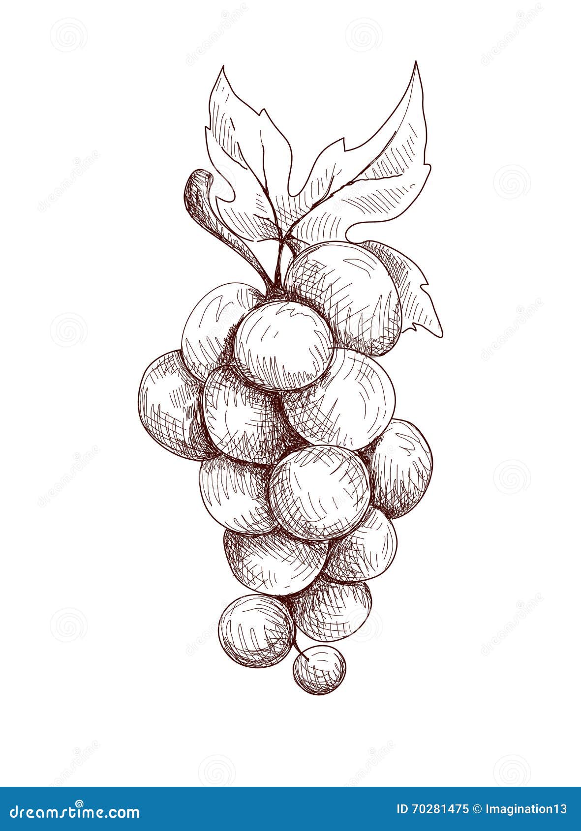 Drawing of a grapes, HD | Stock Video | Pond5