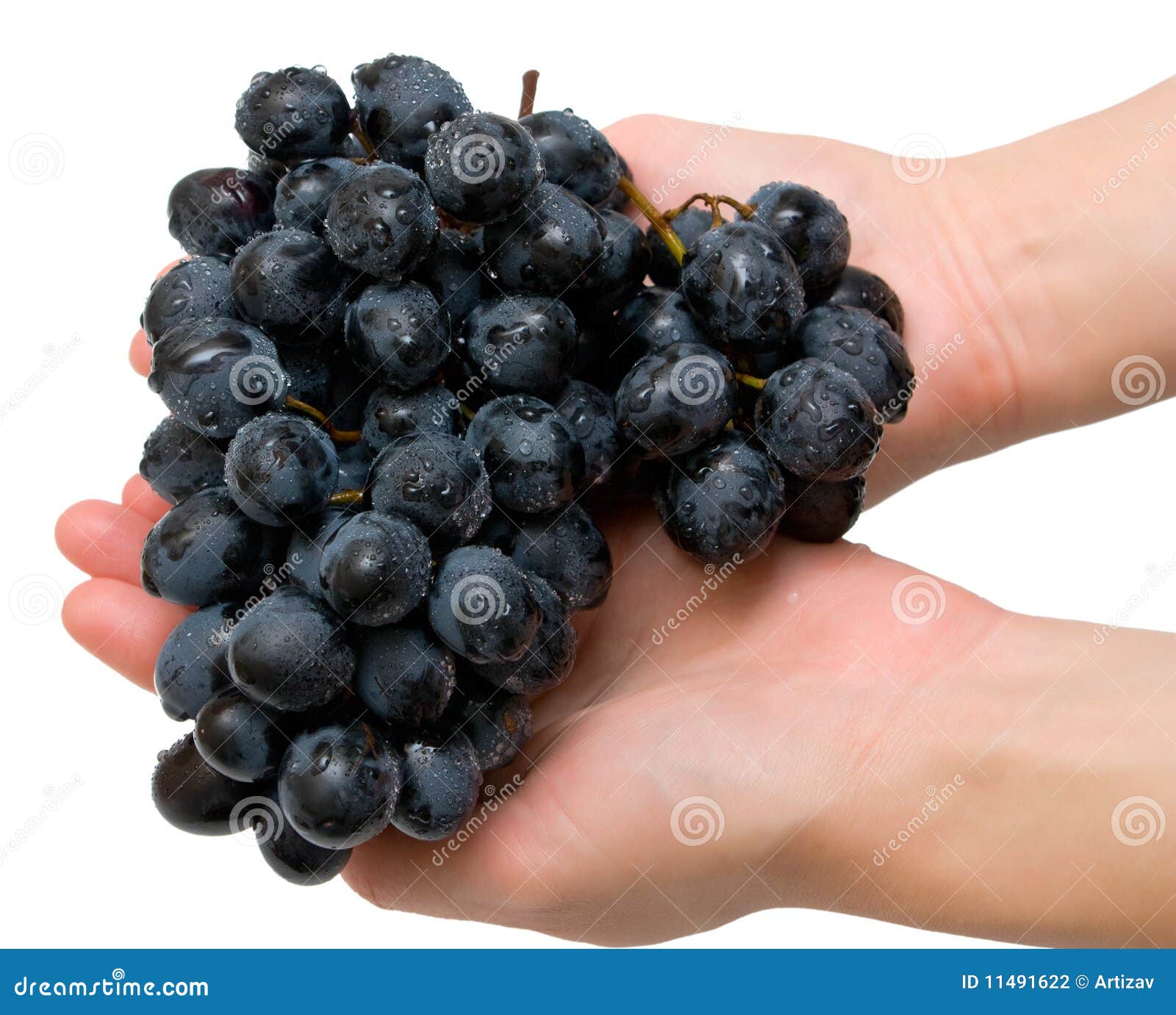 Grapes in hands stock photo. Image of isolated, finger 11491622