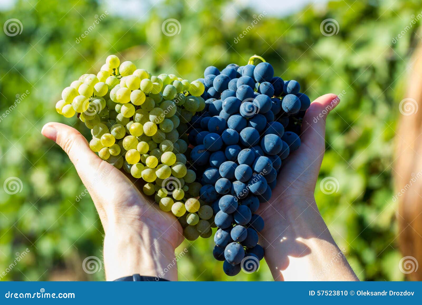 Grapes in hands stock photo. Image of juicy, nature, branch 57523810