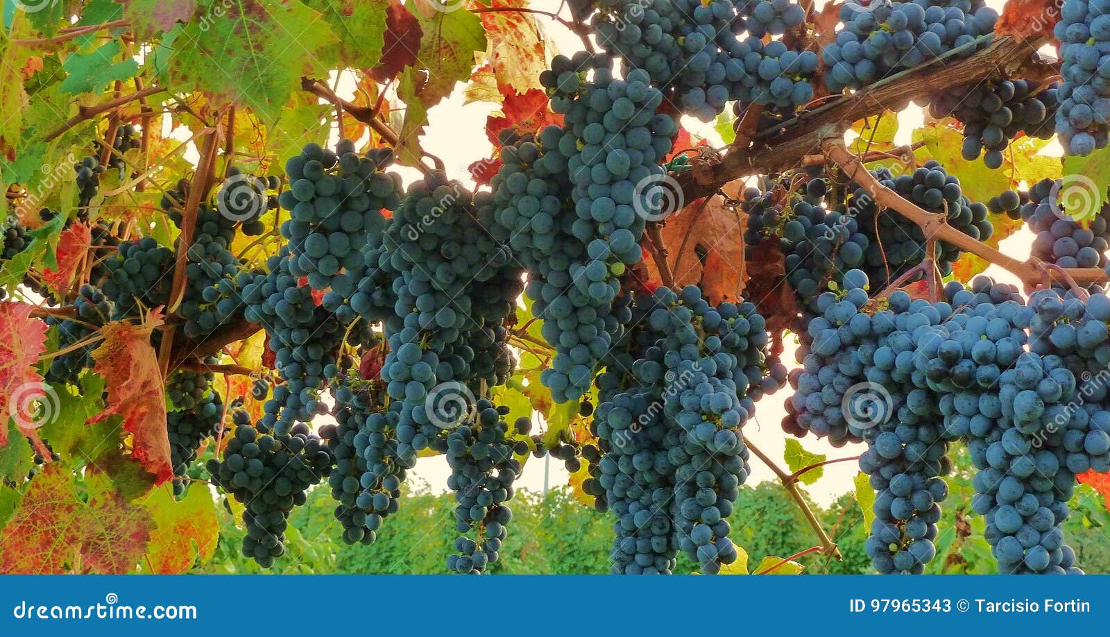 grapes