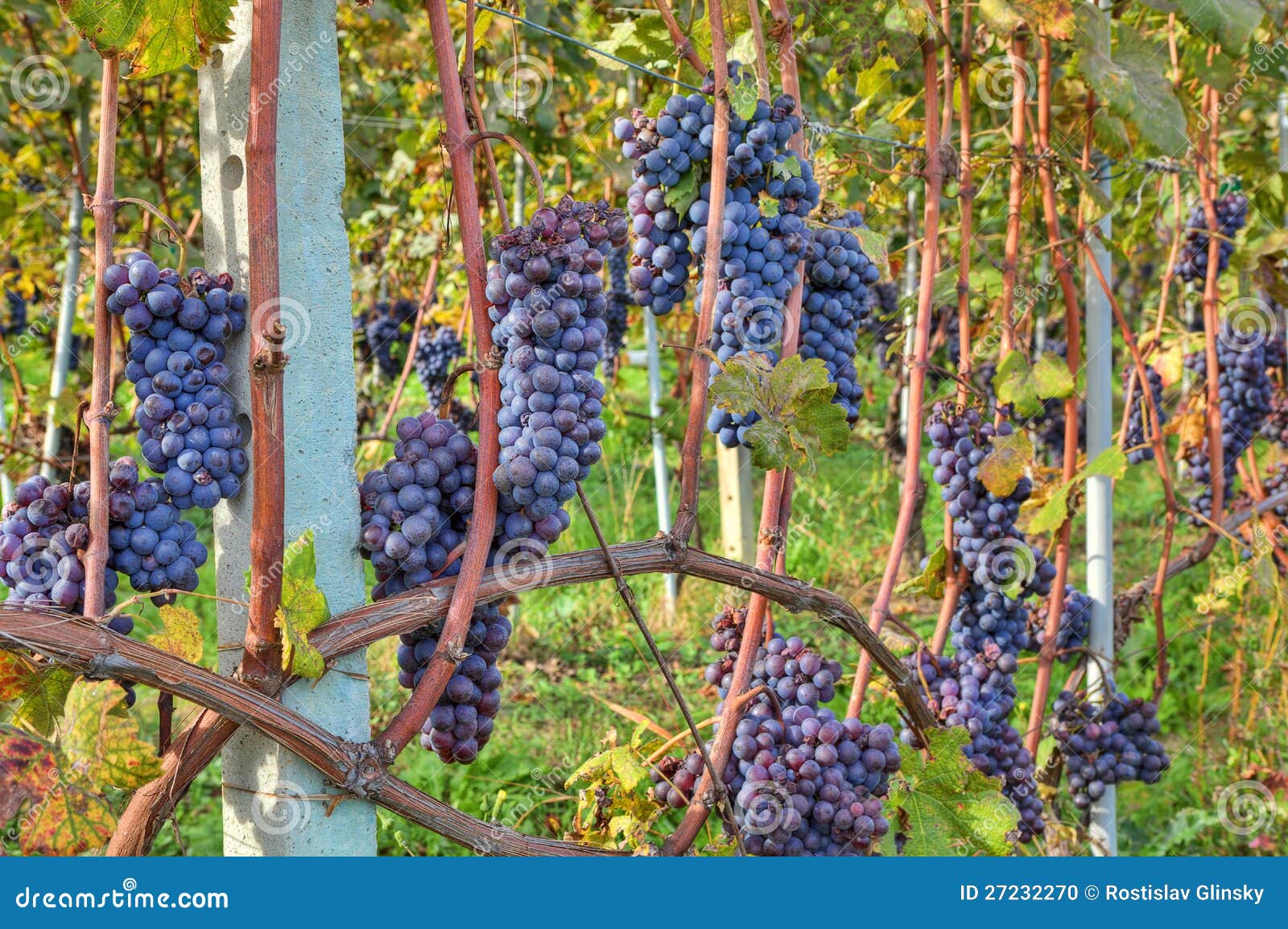 grapes before harvesting. piedmont, italy.
