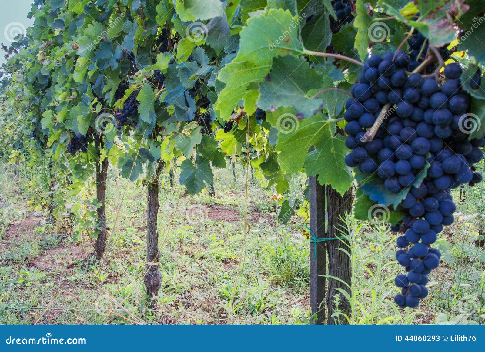 Grapes in italian vineyard stock image. Image of green 44060293