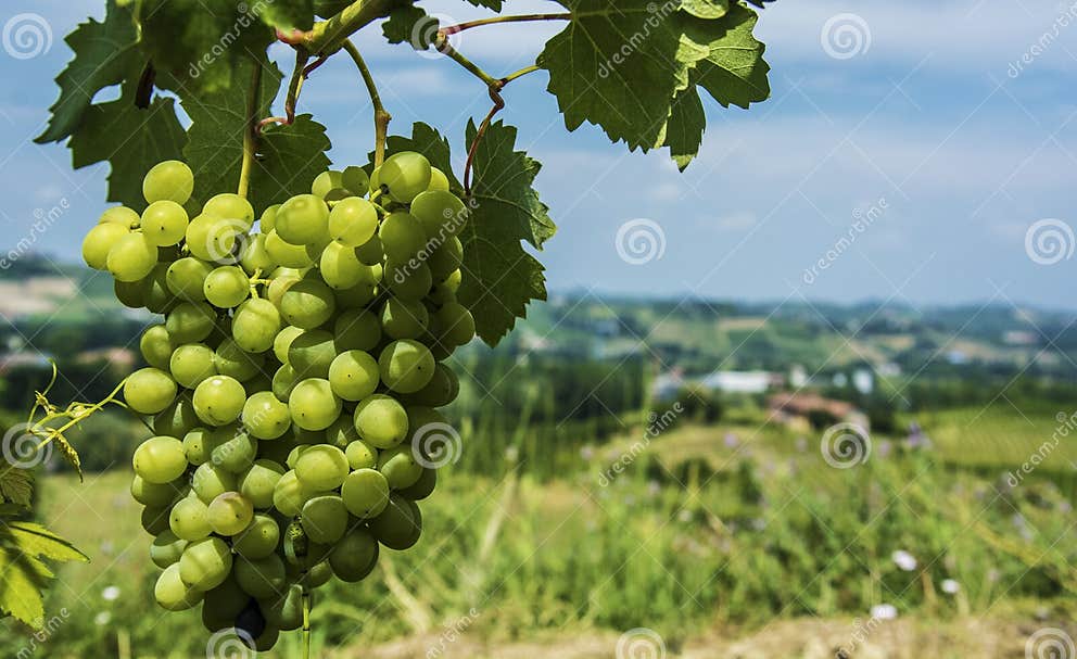 Grapes in Italian Vineyard stock image. Image of italian 48380699