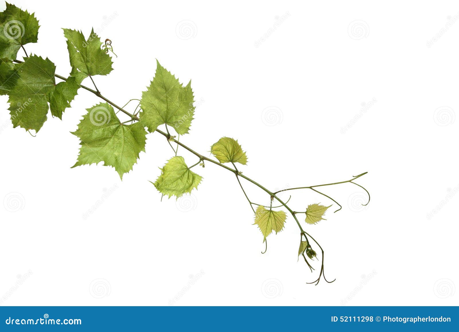 grapes leafs on white background