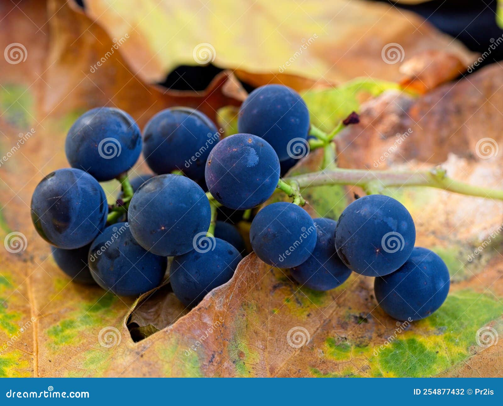 Grapes and leaves stock photo. Image of yellow, vine 254877432