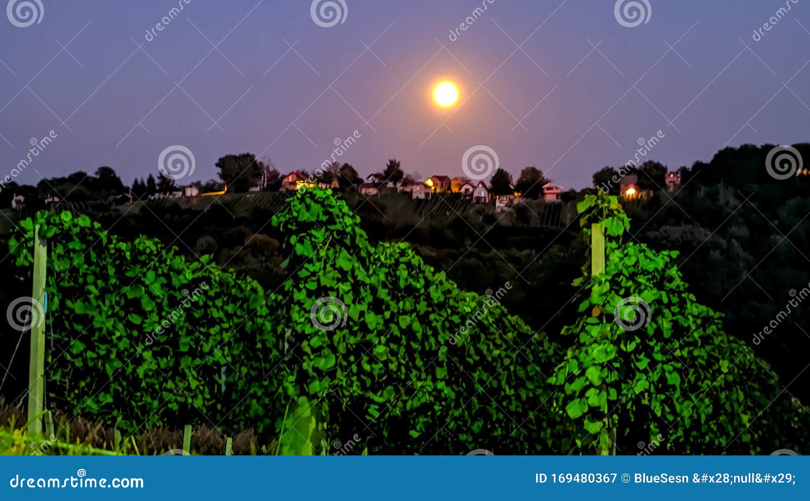 Grapes at night stock image. Image of dusk, night, leaf 169480367