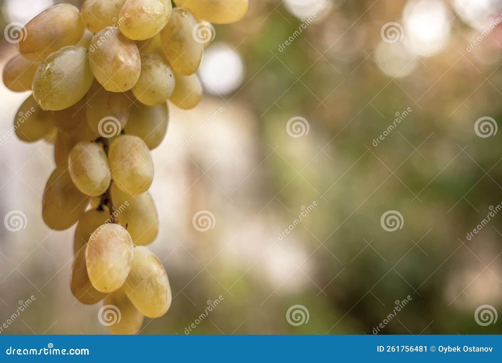 The Grapes are Not Harvested for a Long Time To Make Them Even Sweeter