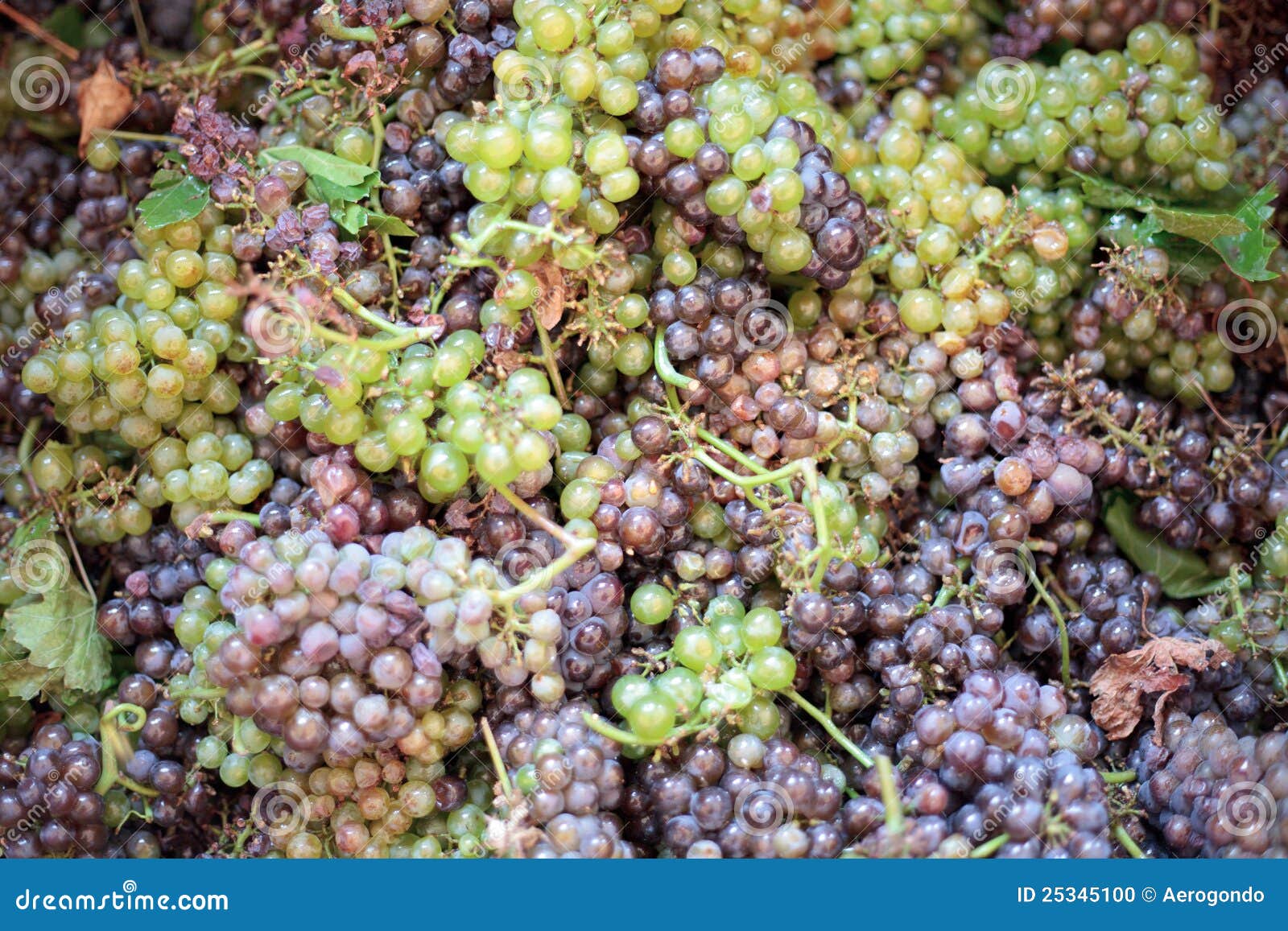 Grapes pile stock photo. Image of organic, food, outdoors 25345100