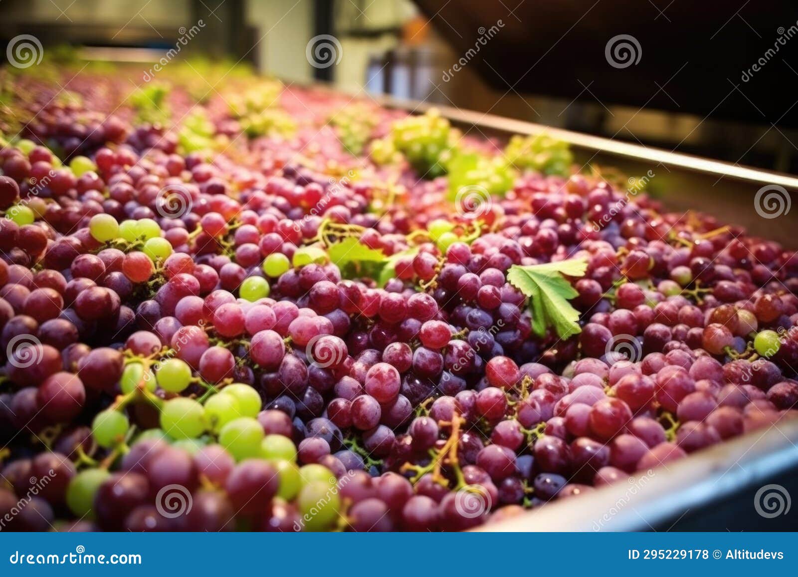 Grapes Ready for Crushing Shot from the Side Stock Photo Image of