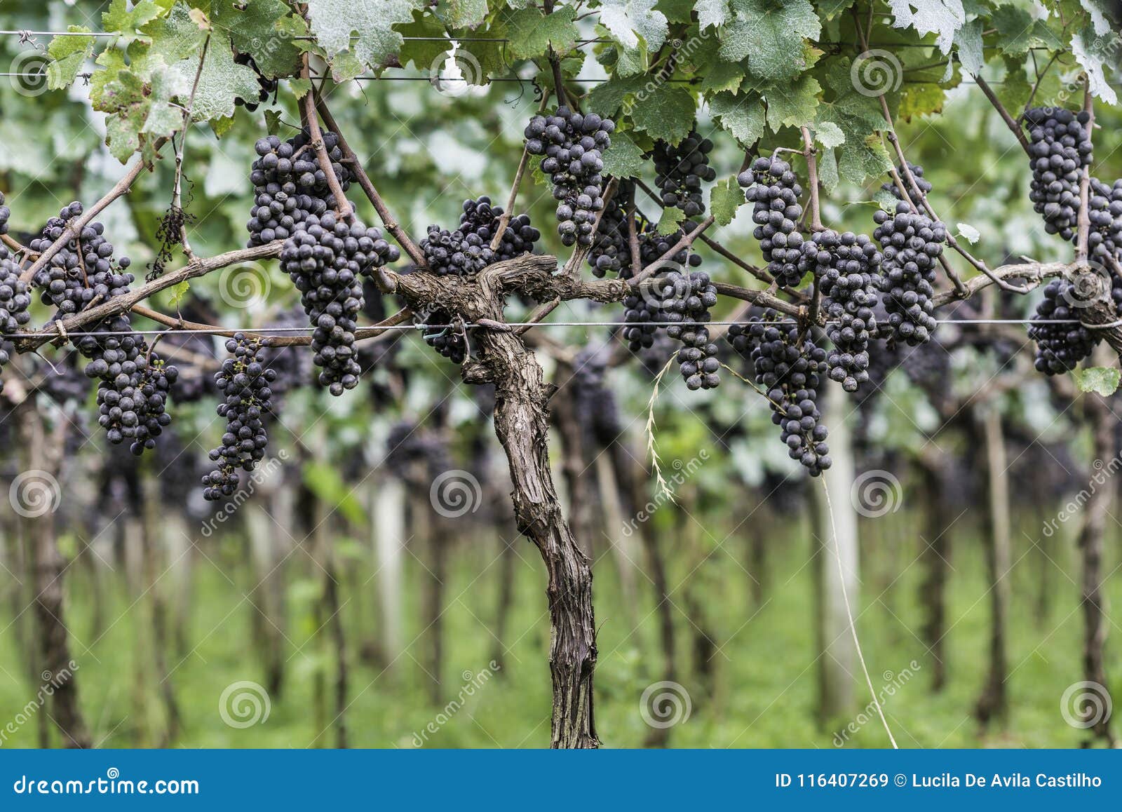 grapes ready to be harvested for the next wine production