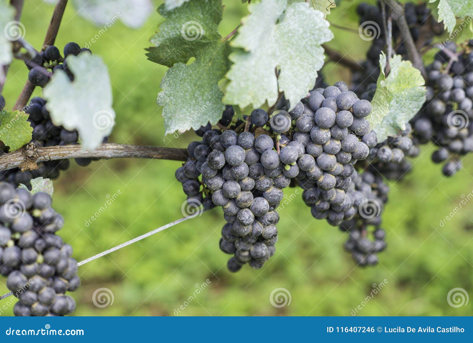 grapes ready to be harvested for the next wine production