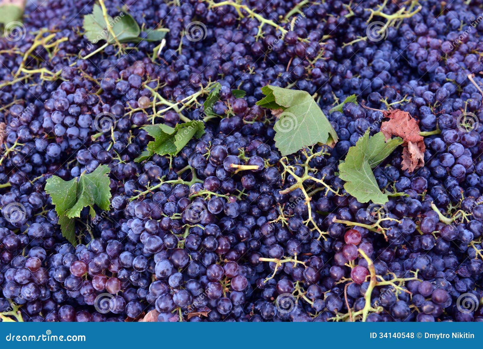 Grapes for red wine stock photo. Image of cluster, bushel 34140548