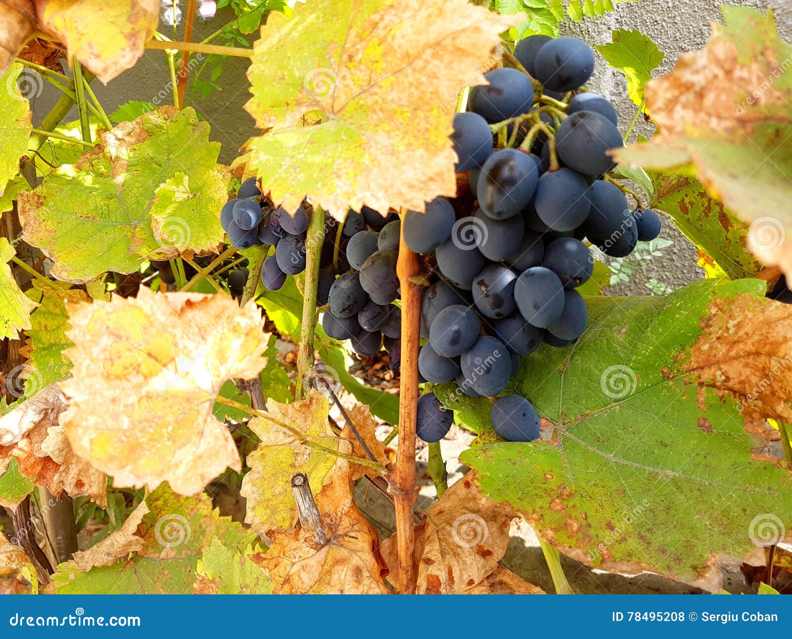 Grapes stock photo. Image of produce, republic, vitis 78495208