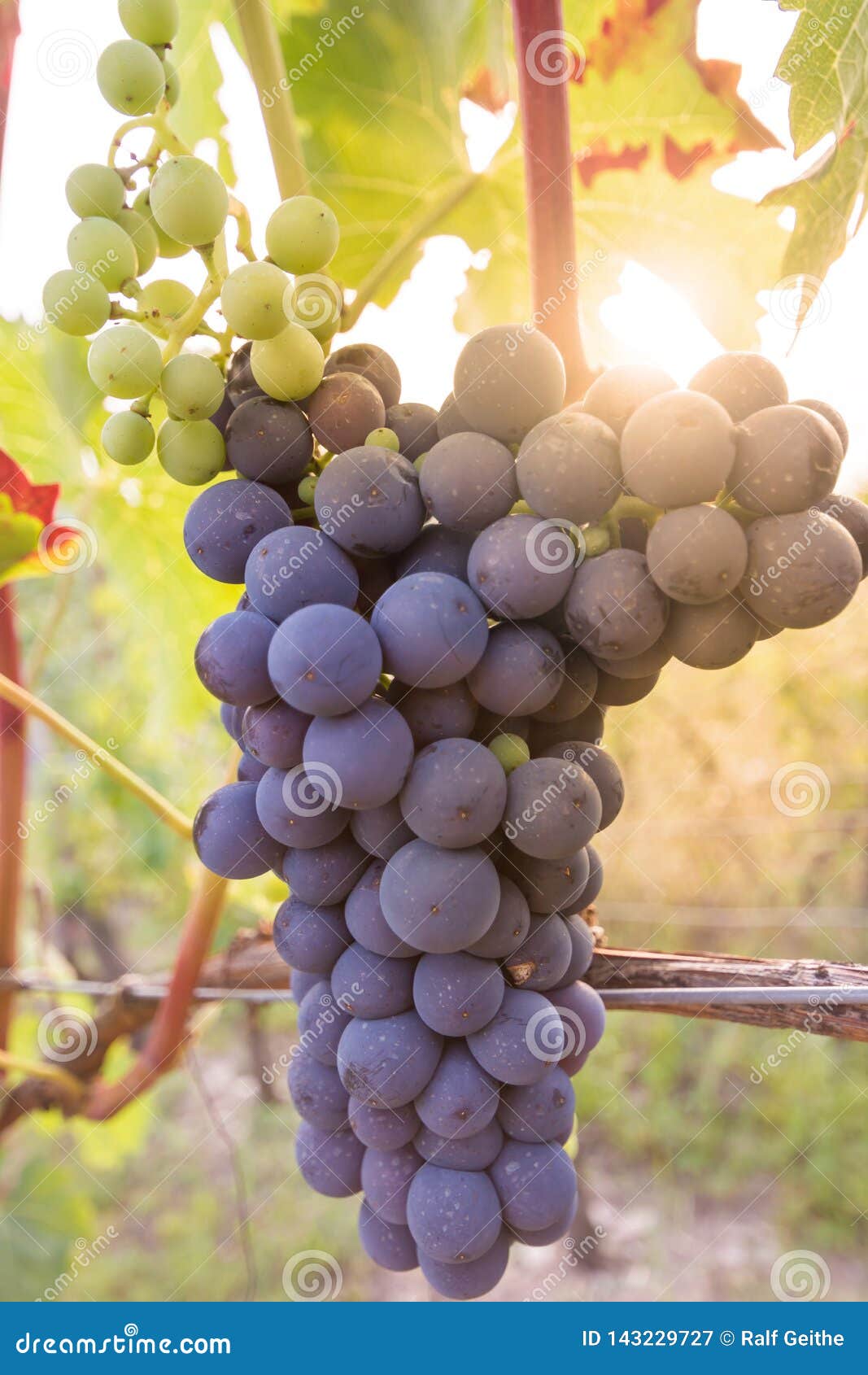 Grapes Ripen in the Sun on a Vineyard Stock Image Image of cellar