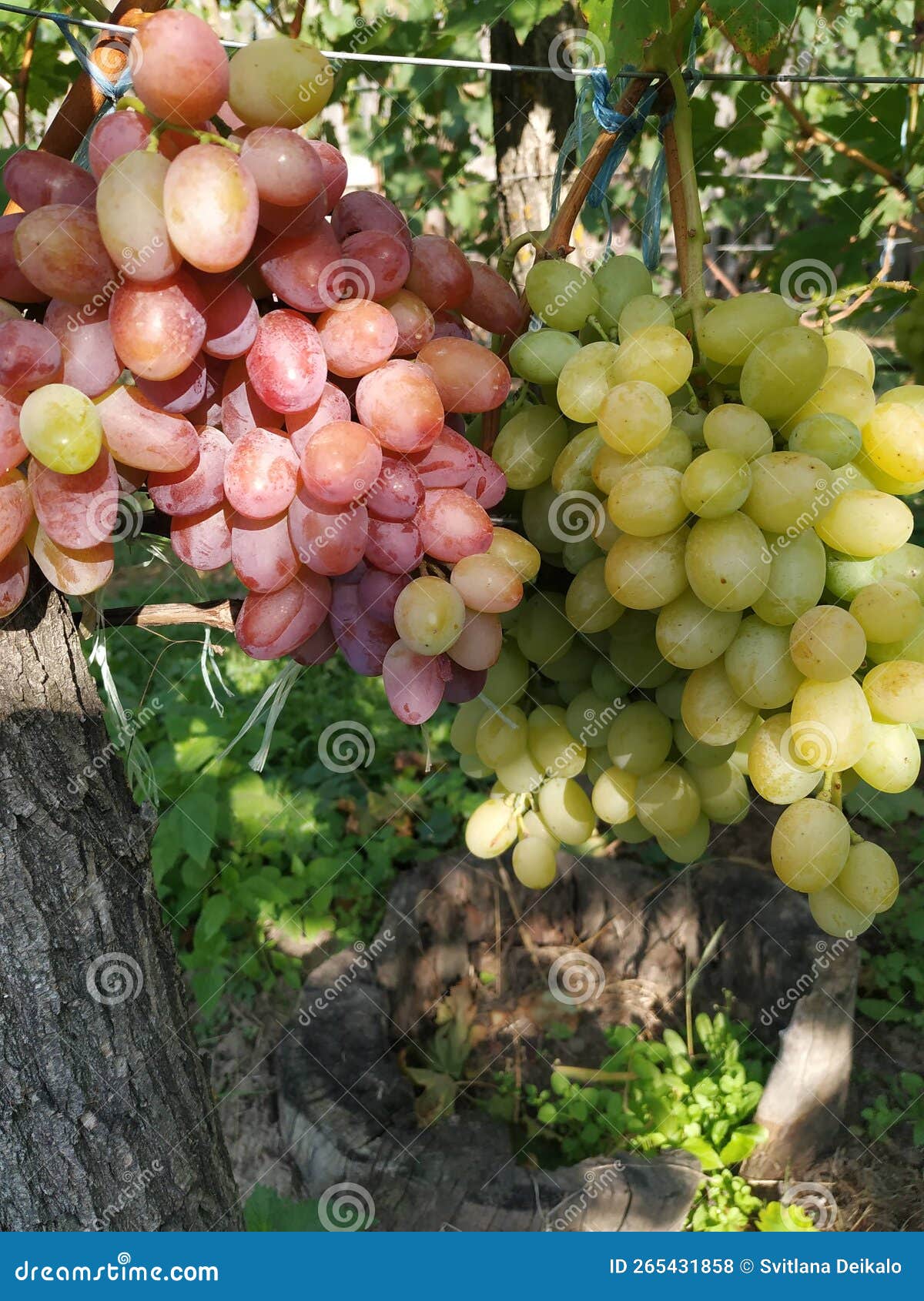 Grapes in the sun. stock photo. Image of fruit, citrus 265431858
