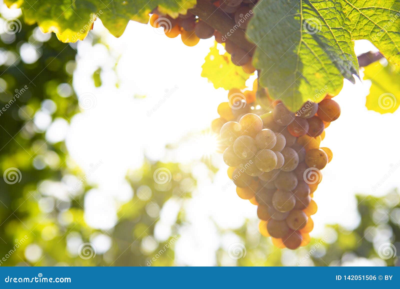 Grapes in Sunlight stock photo. Image of white, leaf 142051506