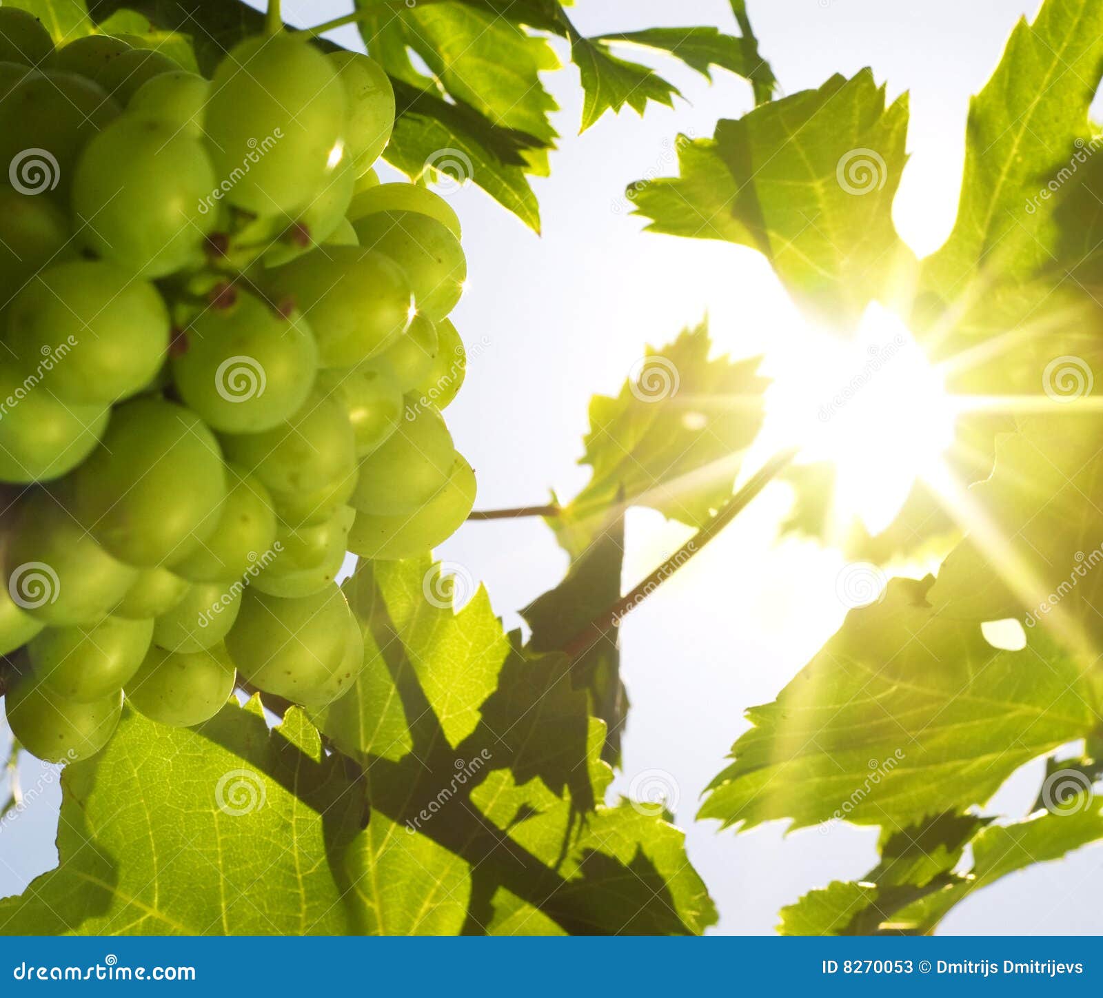 Grapes under the sun stock image. Image of natural, harvest 8270053