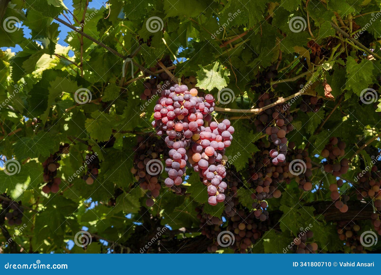 grapes on the vine, a close-up view of grapes hanging from the branch.
