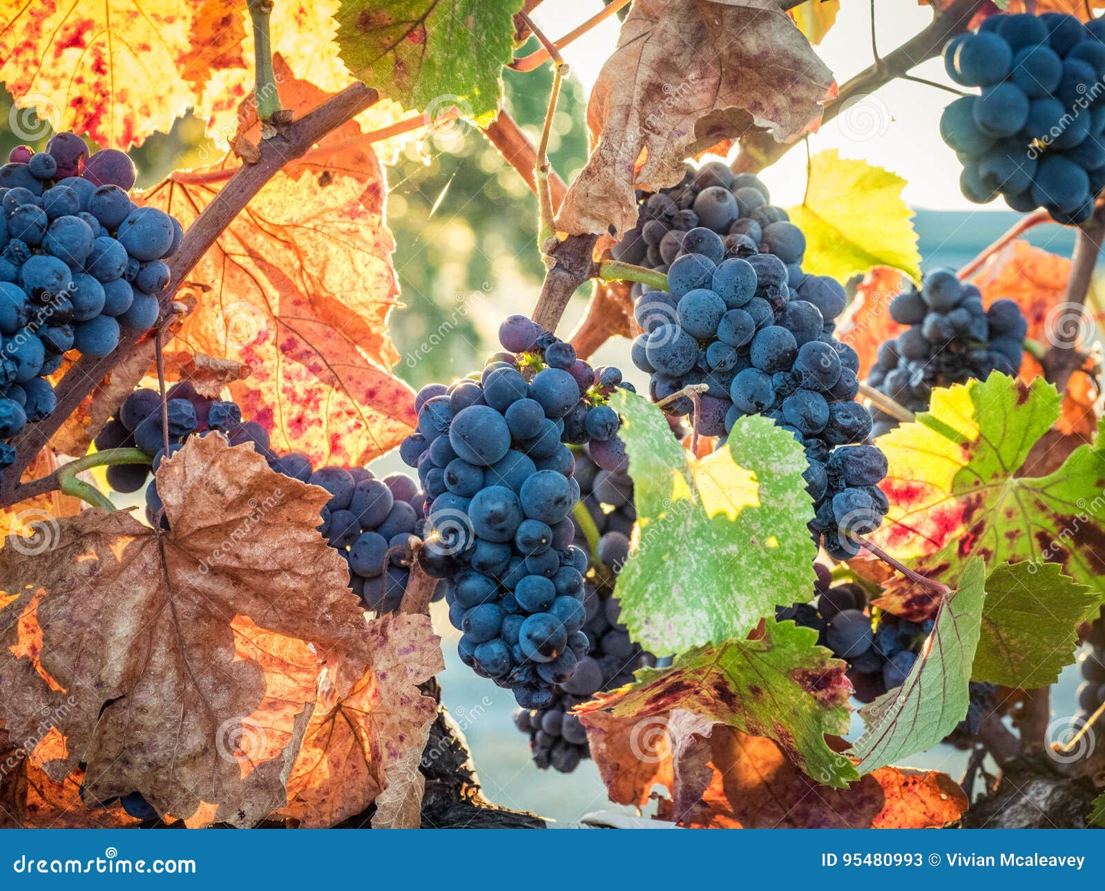 Grapes on the vine stock image. Image of southern, agriculture 95480993