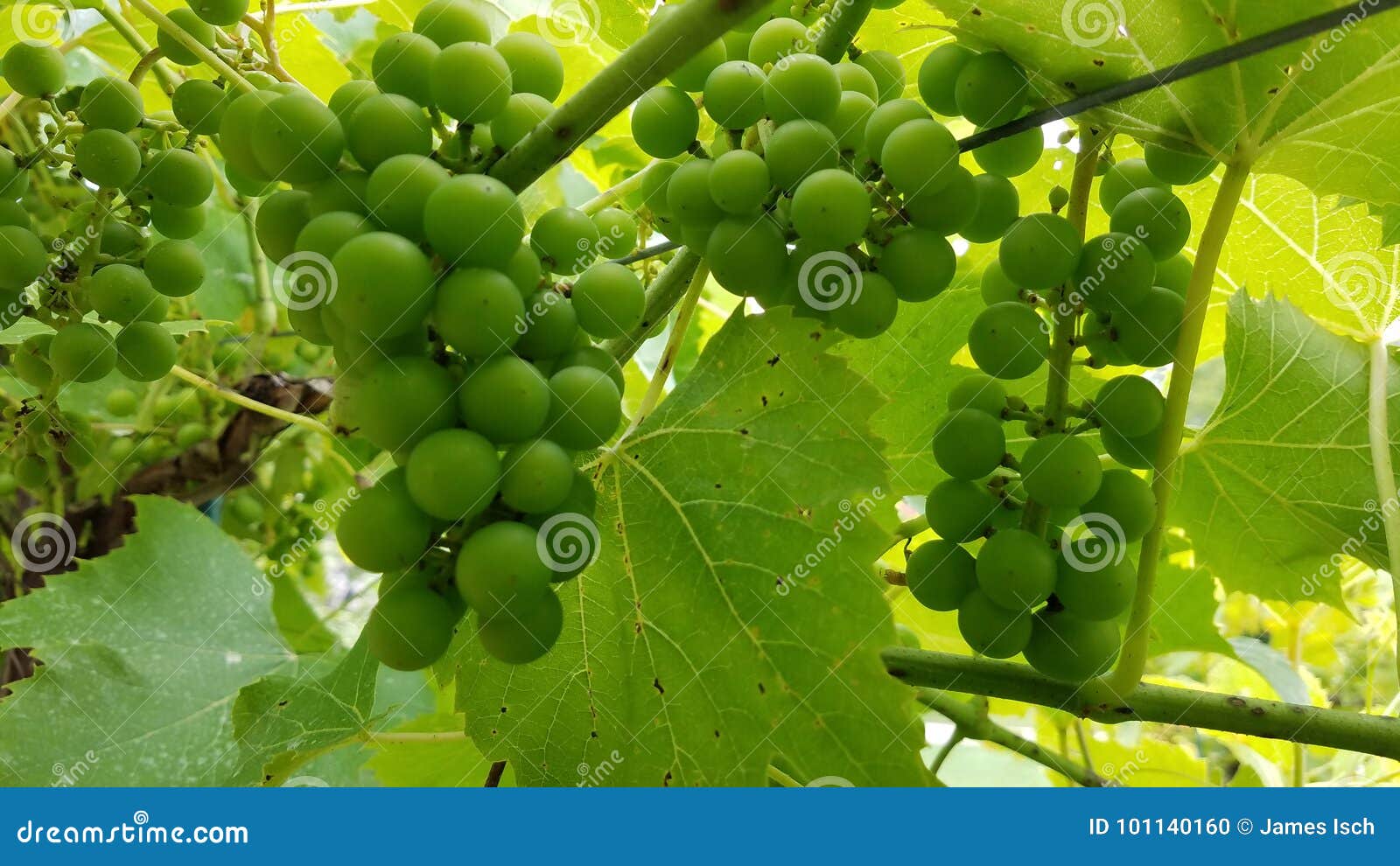 Grapes stock photo. Image of wine, bunches, 101140160