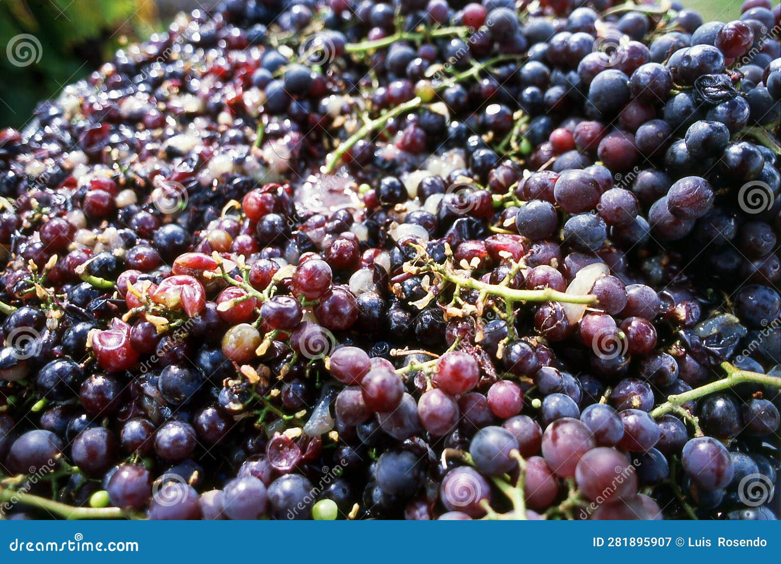 Grapes,vineyard Wine,industry,uruguay Stock Image Image of uruguay