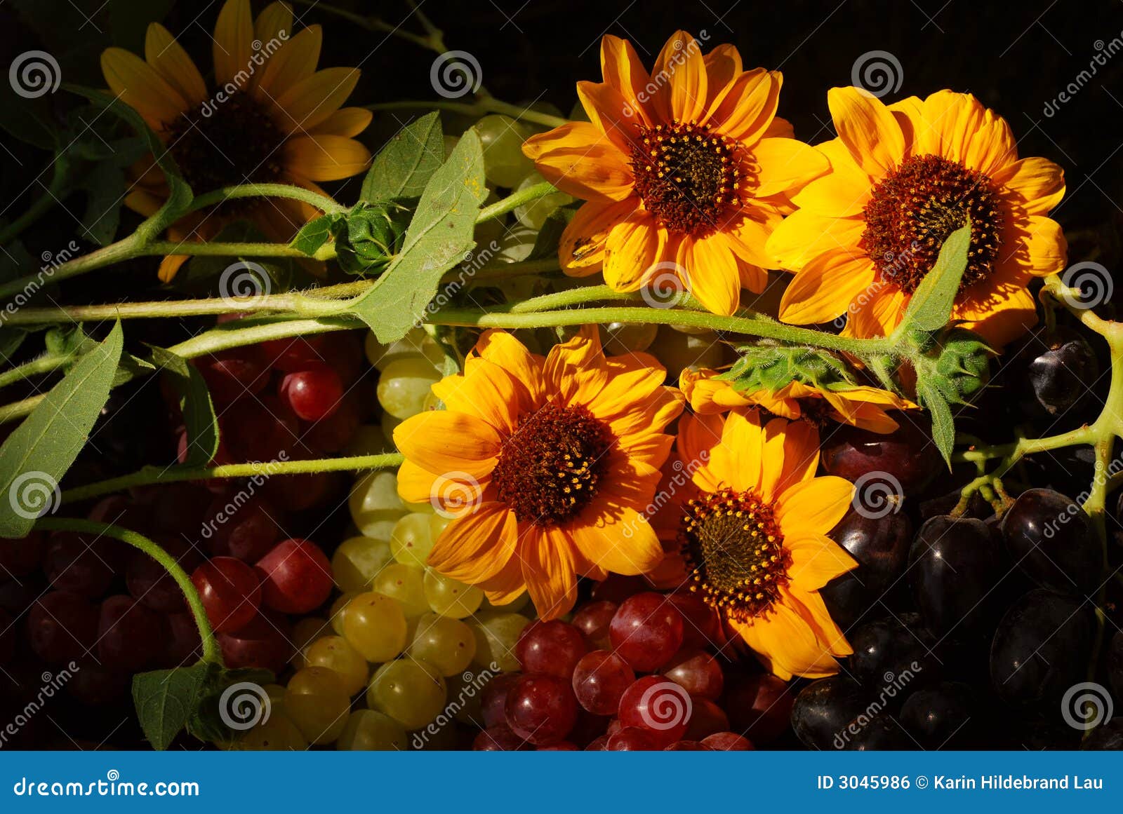 Grapes in Vintage Fruit Box. Bunches of grapes and sunflowers in a vintage wooden fruit box picked fresh from the garden (part of a series)