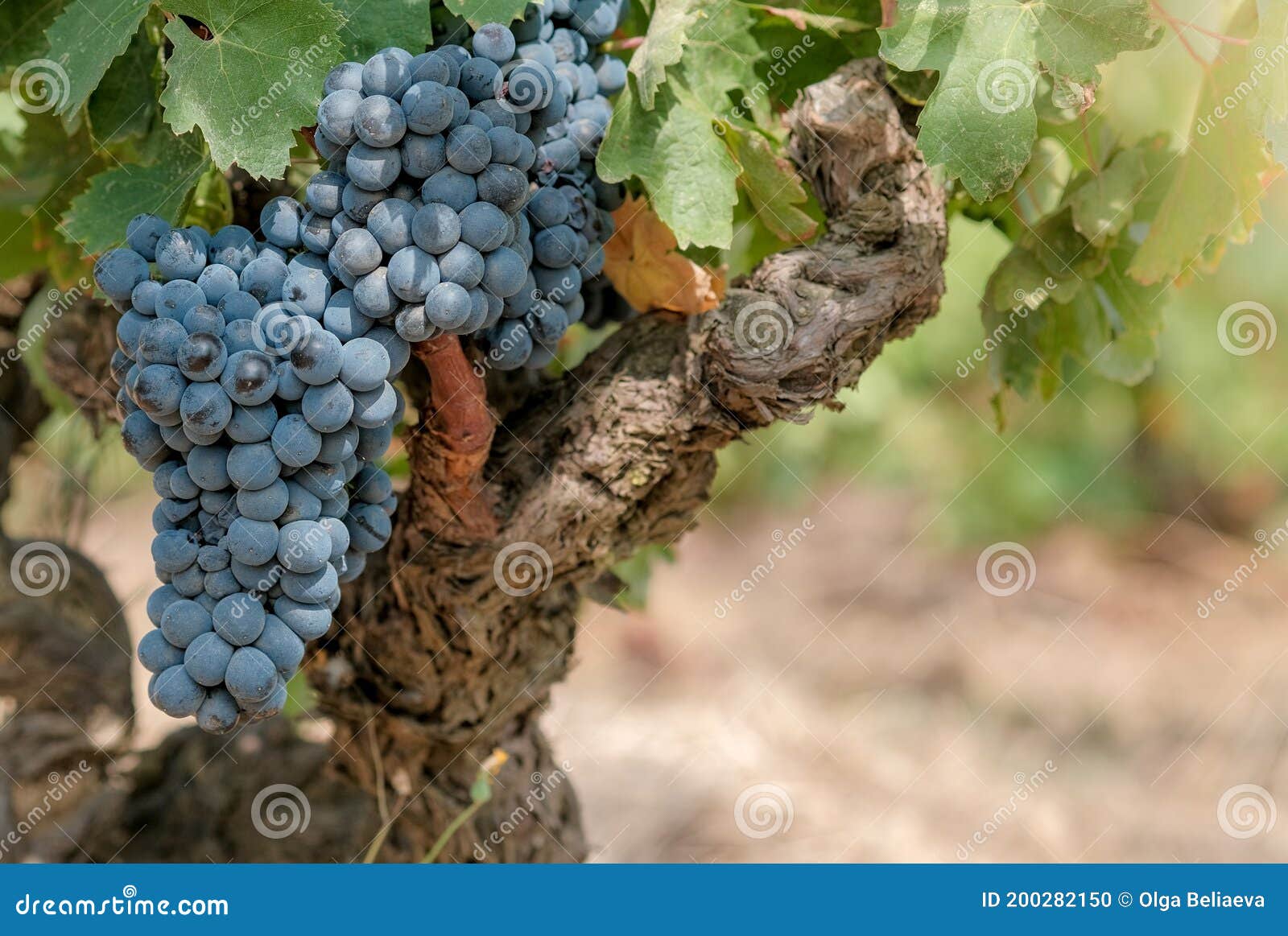 Grapevine with Berries and Grape Leaves on Old Vine Trunk