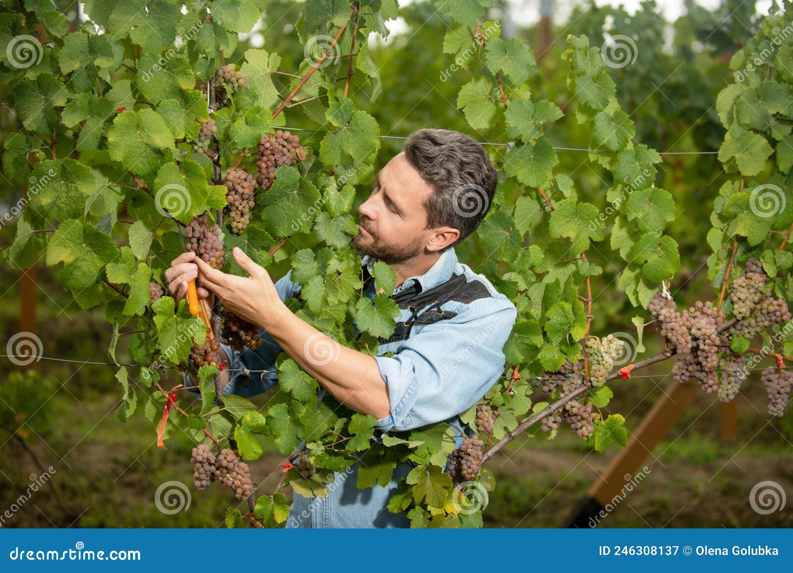 Grapevine Cut by Vinedresser with Scissors, Summer Stock Image Image of vinedresser, scissors