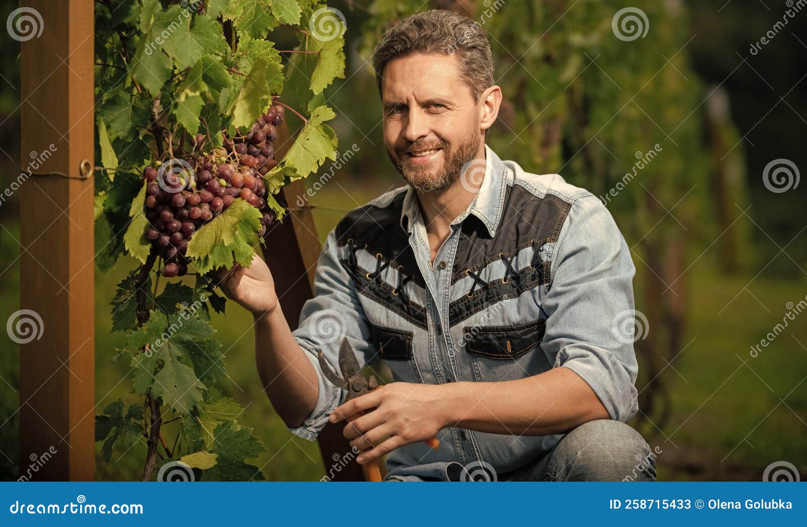 Grapevine Cut by Vineyard Owner with Scissors, Vinedresser Stock Image