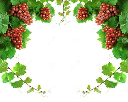 Grapevine Decoration Border Stock Photo - Image of beverage, fresh: 3092784