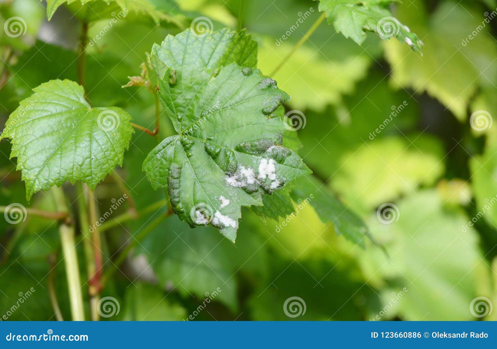 Grapevine Diseases. Anthracnose Of Grapes ElsinoÃ« Ampelina Is A Fungal