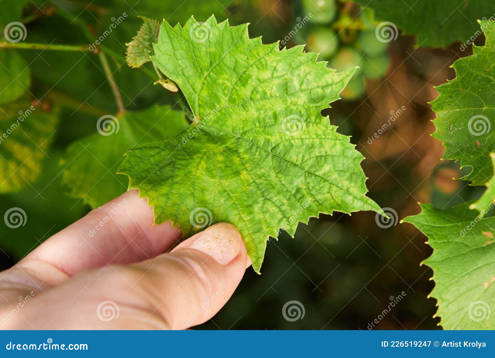 Grapevine Fanleaf Degeneration Disease on a Grape Leaf, Which is Caused