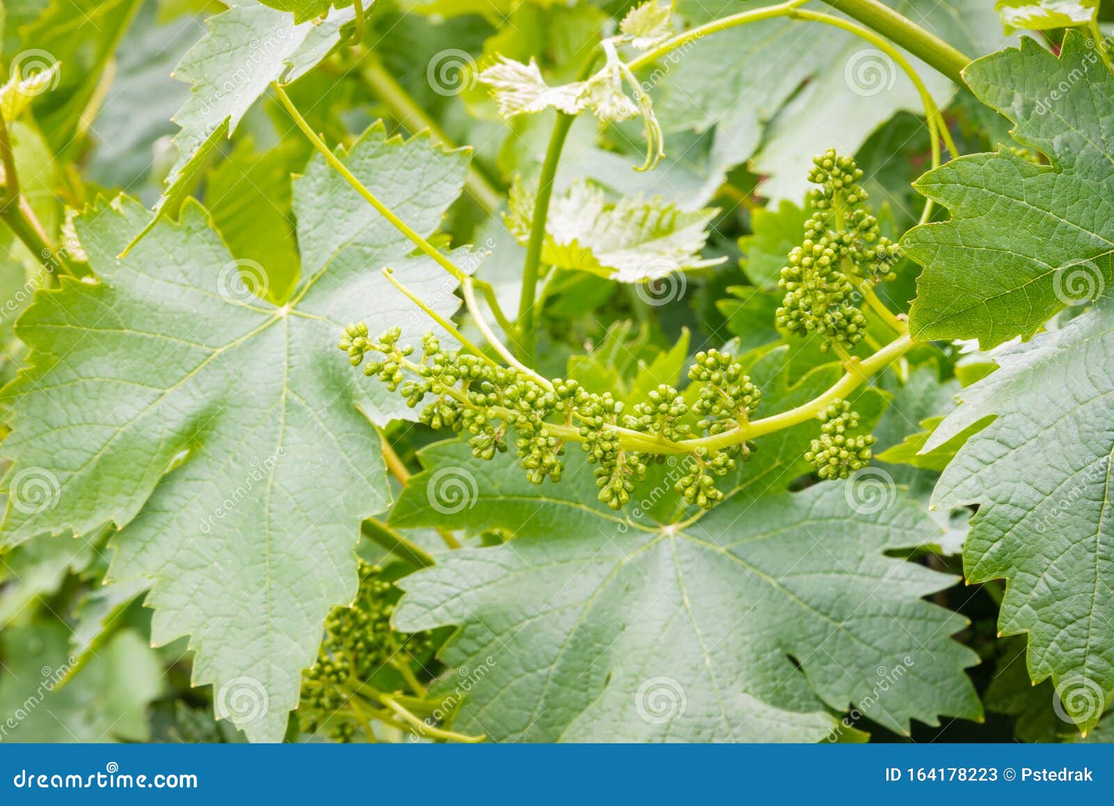 Grapevine Flower Buds with Tendrils and Leaves in Springtime Stock