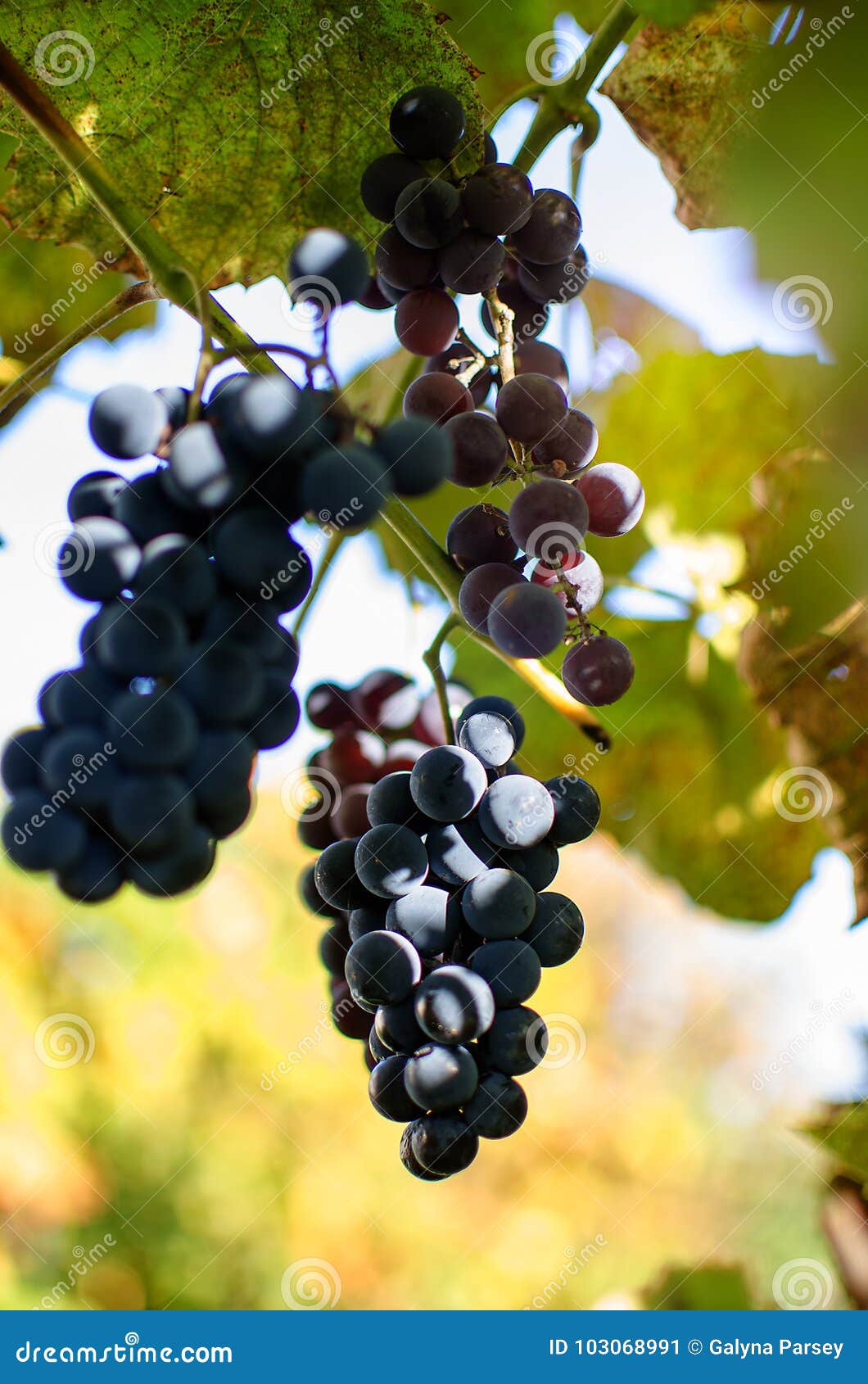 The Grapevine Grows in the Open Air in the Autumn Stock Image Image