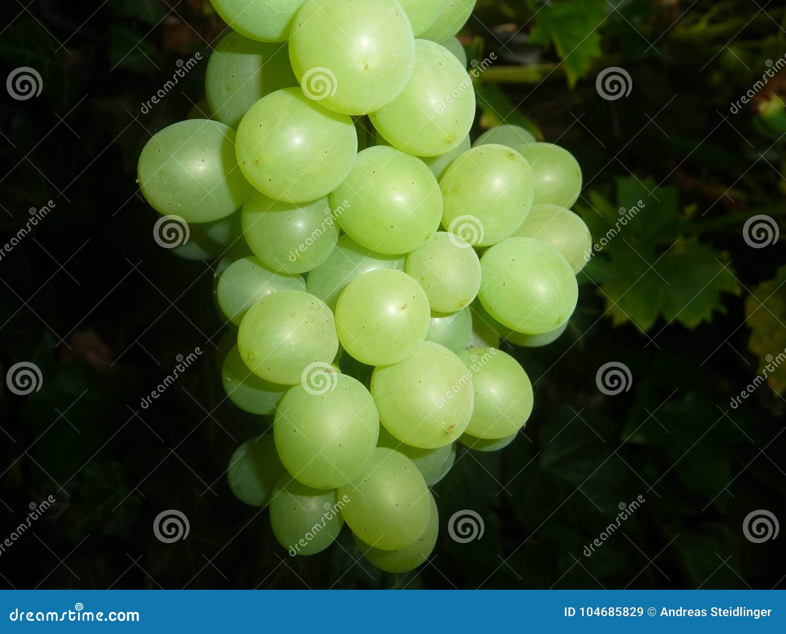 Green wine grapes stock image. Image of gemse, fruit 104685829