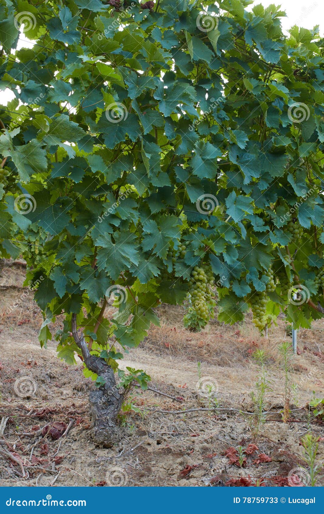 Grapevine with Many Bunches of Organic White Grapes in Hills Stock ...