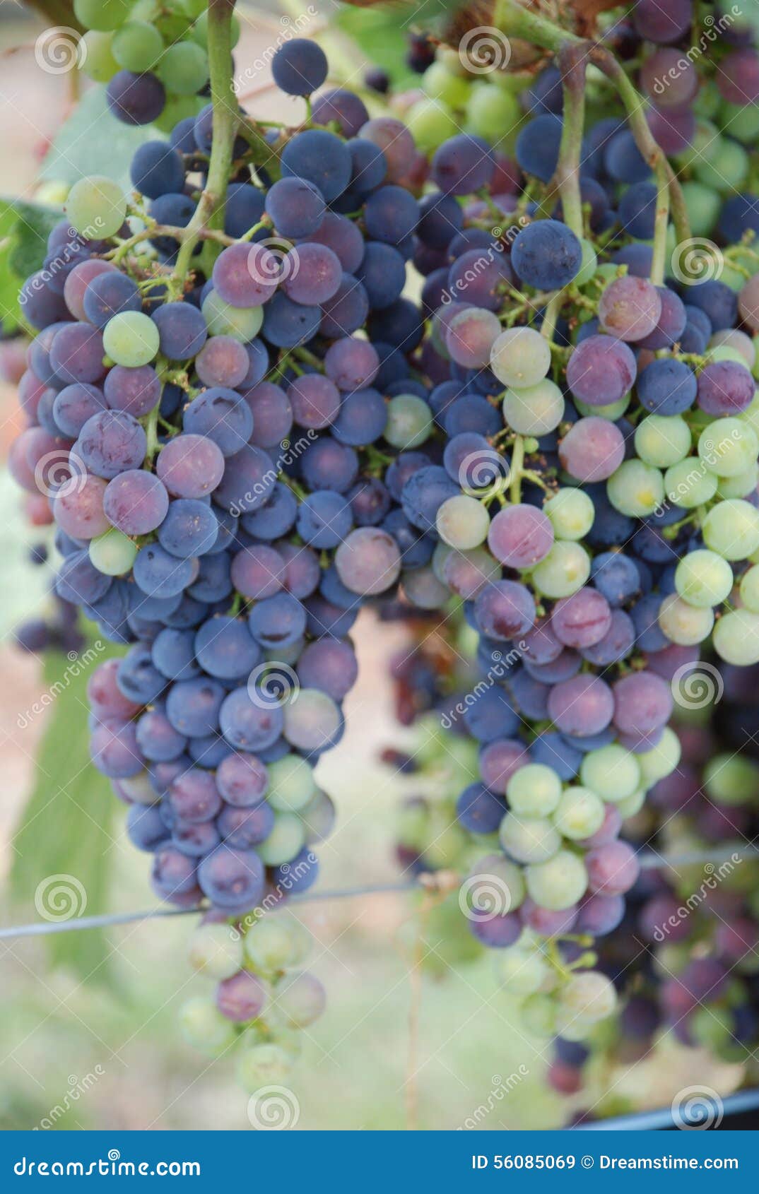 Grapevine stock image. Image of berry, winery, columbia 56085069
