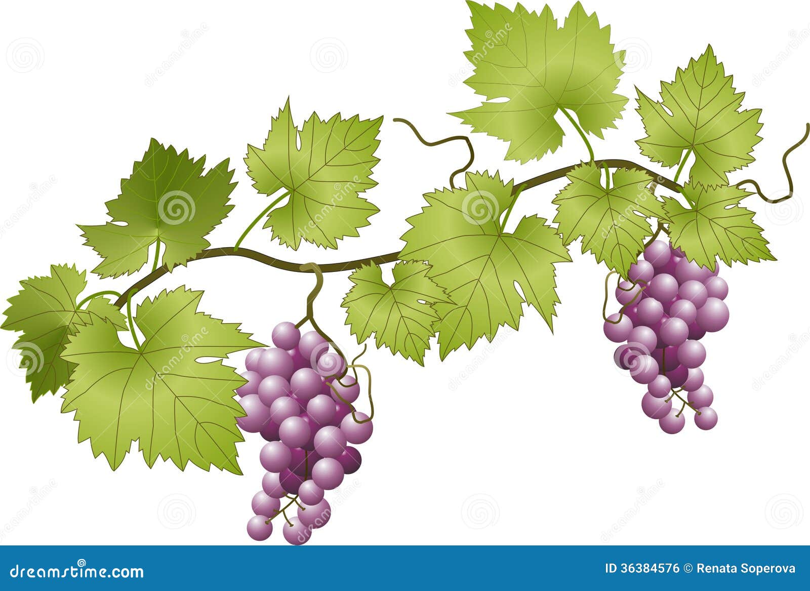 Grapevine stock vector. Illustration of plant, vine, leaves - 36384576