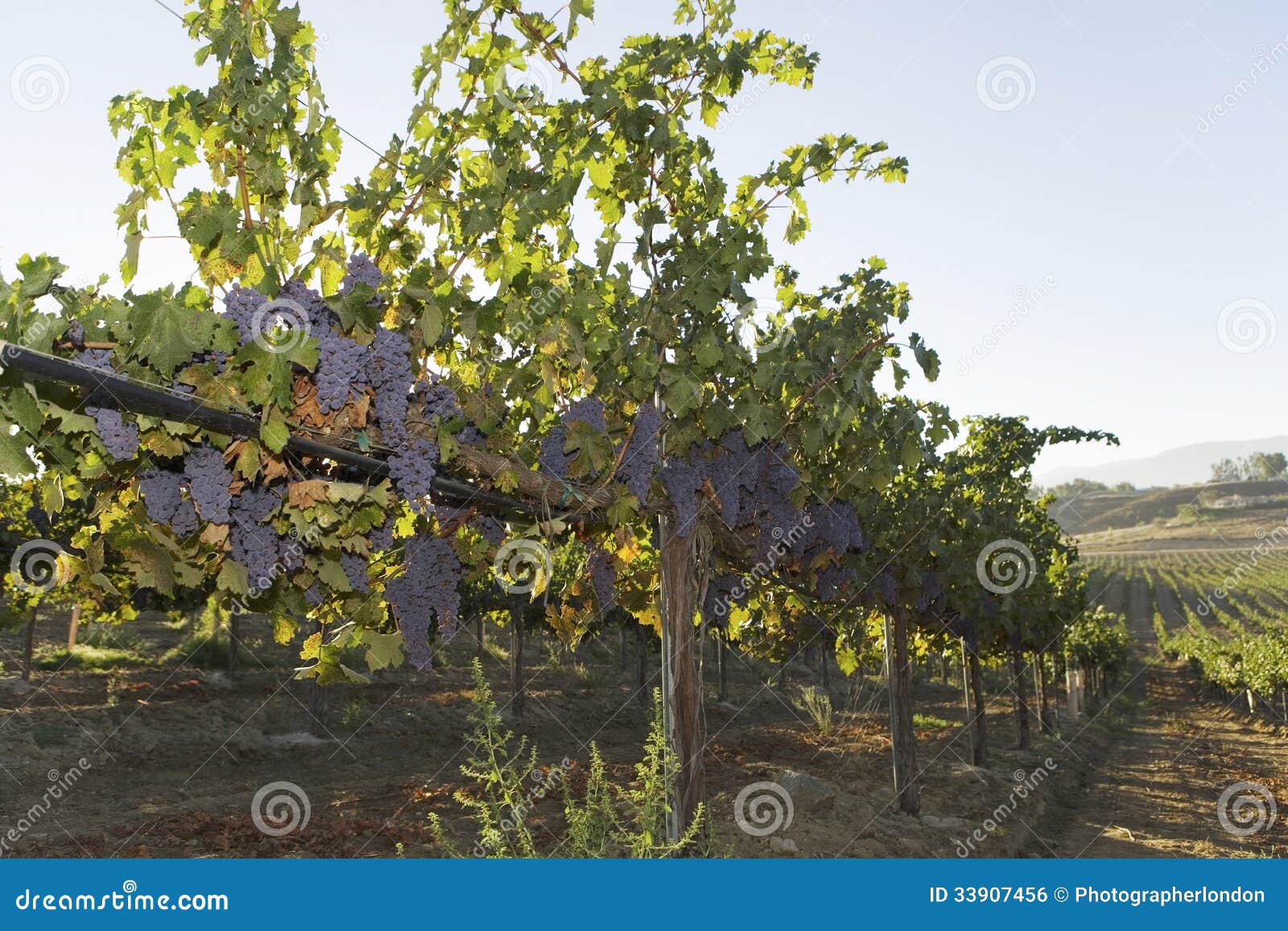 Grapevines Growing in a Vineyard Stock Photo Image of grapes, plant