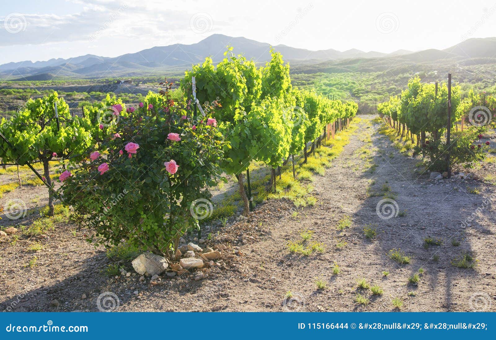 Arizona Vineyard Stock Photos Free & RoyaltyFree Stock Photos from