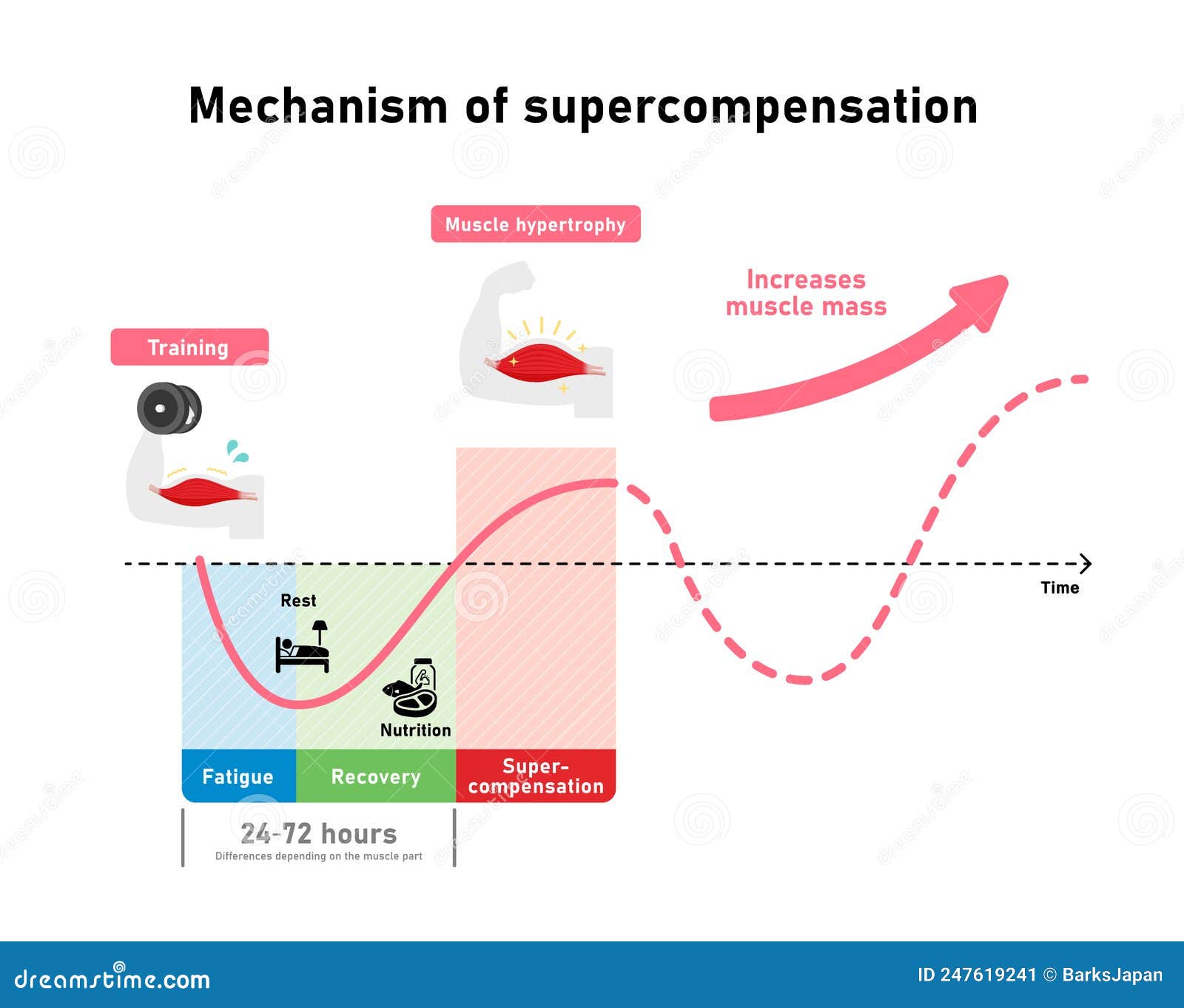graph  of efficient muscle growth supercompensation mechanism