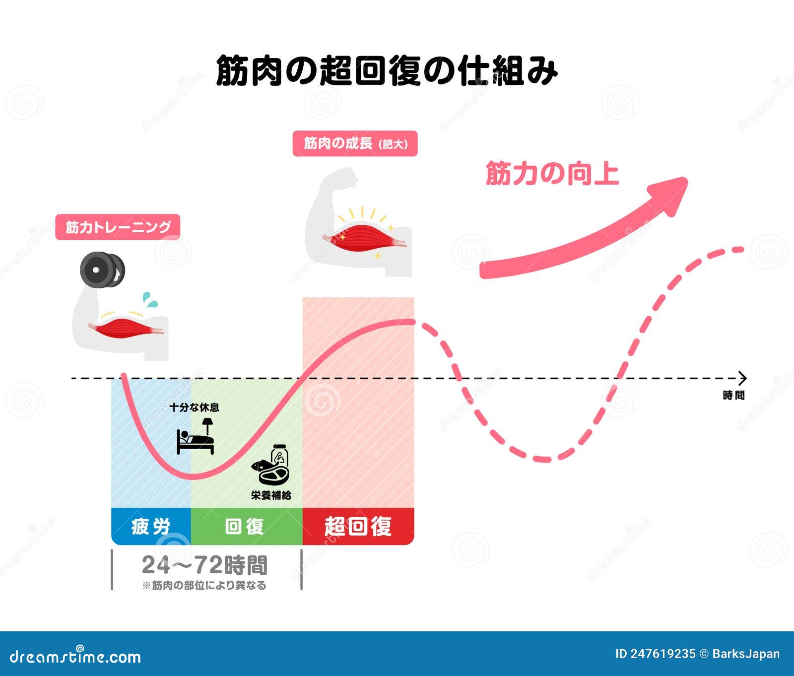 Graph Illustration of Efficient Muscle Growth