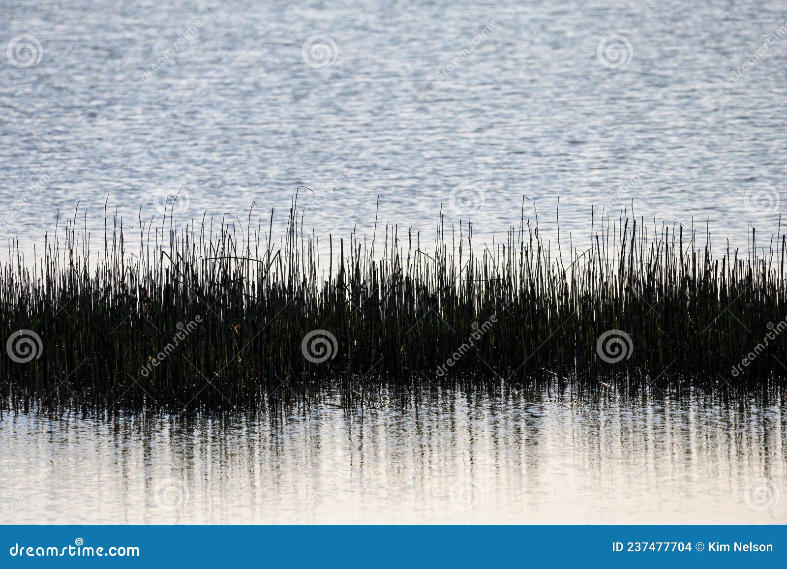 graphic abstract with aquatic reeds growing in a wet marshland on a winter day, as a nature background